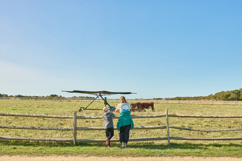 camper with volunteer looking at cows